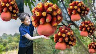 Harvesting Forest Bell Fruit Goes to market sell - Green Forest Life | Ella Daily Life