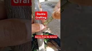 Double grafting, entress from Mr.Suhanta #grafting #graftingtechnique #sambungpucuk #howtografting