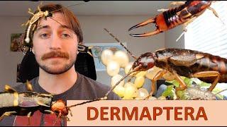 Dermaptera: The Earwigs - Order Spotlight