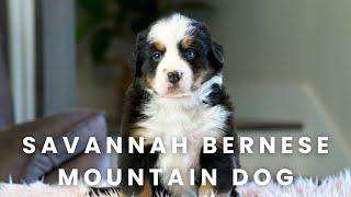 Savannah Bernese Mountain Dog Puppy Here at Mountain Dog Companion!