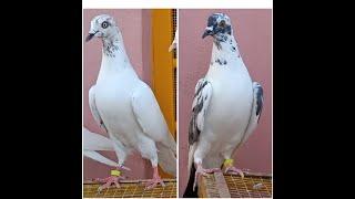 Parwazi Female Pigeons As a Backup for Shahar Farid Competition 2020