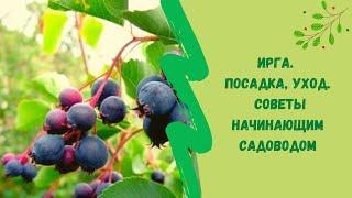 Ирга. Посадка уход. Советы начинающим садоводом