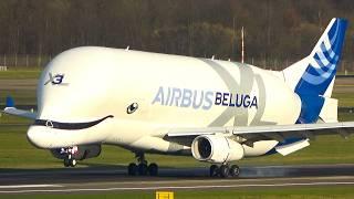 AIRBUS BELUGA XL LANDING and Departure at DÜSSELDORF - THE FLYING WHALE (4K)