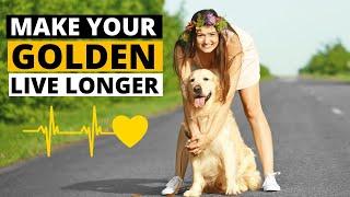 7 Tips to help your Golden Retriever Live Longer