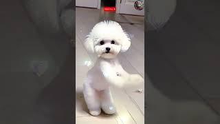 So cute dog dance  #aicat #dancingcat #shorts