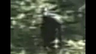 Paul Freeman Bigfoot Footage - Best Quality On Youtube