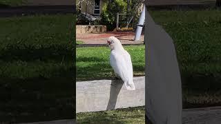 Happy Corella at park #birds #birdsofaustralia #nature #birdlifeaustralia #birds #nature