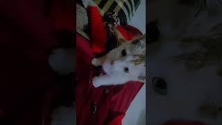 My little cute cat #foryou #youtubeshorts #cat #viralshorts