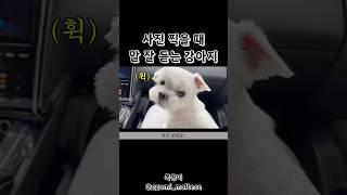#사진 찍을 줄 아는 #강아지