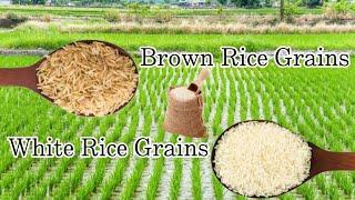 Gilingan ng Bigas sa Japan!!! | wendz diary