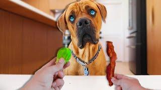 Blind Dog Reviews Foods | Kobe Kanaka Taste Test