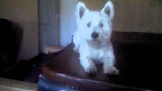 My Best Friend | Barney the Westie
