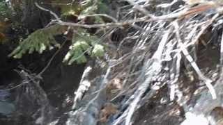 The "Bear Attack" at the Mt. Whitney Portal :)