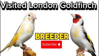 Visited London goldfinch breeder and setup
