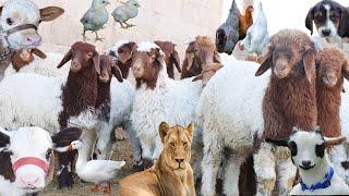 Forest Animal Sounds , Lion , Dog , Sheep Lamb Sound , Goat , Cow , Chicken , Chicks