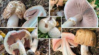 Champignon Grundwissen | Aufklärung vieler Mythen & Halbwahrheiten zu den Champignons | Agaricus