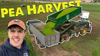 A Day Of Problems | Stupid Design | Pea Harvest | New Hens | Combine Breakdown | Blocked Grain Drier