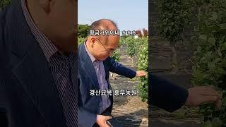 [경산묘목 흥부농원] 순목이 무엇인가요?