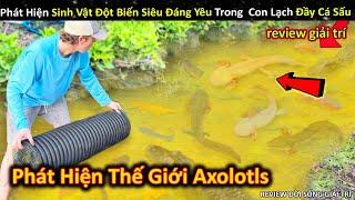 Phát Hiện Sinh Vật Đột Biến Siêu Đáng Yêu Trong Con Lạch Đầy Cá Sấu || Review Giải Trí Đời Sống