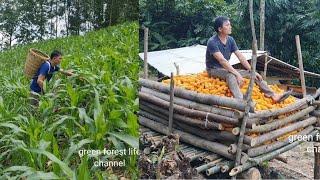 The Man lives alone and successfully grows food for his livestock. Robert | Green forest life