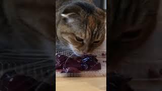 Heads on the breakfast #song #песня #рашевский