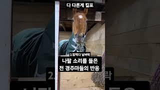 요즘 마굿간에서 유행중인 챌린지 #shorts