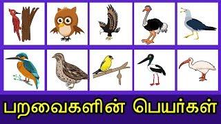 வனப்பறவைகளின் பெயர்கள் - Train With birds Name tamil - KidsTv Sirukathaigal