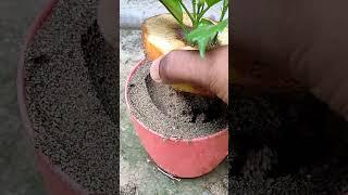 Grafting apple tree from apple fruit #shorts #ytshorts #viralshorts