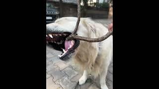 Theo the retriever , learning to  play with   Bark of tree . #barking #retriever #doglover #dogs