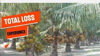 They Planted 200 Seedlings Coconut Farm & All Got Burnt. | Watch, Learn & AVOID Same Mistakes.