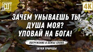 Утешение от Бога | Помощь в унынии | Горный ручей | Звуки природы | Библейские стихи | Relaxing