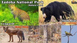 Tadoba Jungle Safari  Kolara Core Zone | leopard & sloth bear dhamaka sighting ️‍ তাডোবা | Ep-3