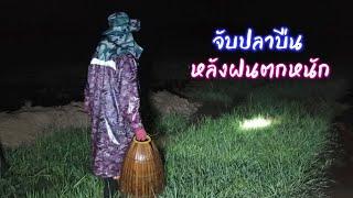 ลุยฝน พาน้องแพรว หาจับปลาบืน ตอนกลางคืน  / ตุ้มแพรว พาเพลิน EP.812