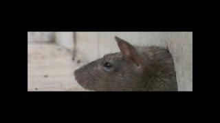 Modern Marvels S14E12 Rats