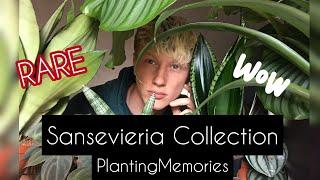 Snake plant collection | RARE Sansevieria