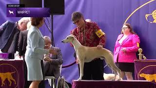 Whippets | Breed Judging 2024