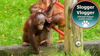 Orangutan Babies Having a Blast Throwing Themselves onto the Hammock