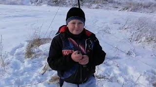 Ловля красношапочных вьюрков, щеглов и овсянок / 06.12.2020. /Catching songbirds/