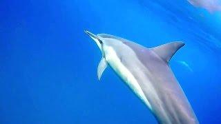 Caught on camera deep water Dolphins singing under the ocean