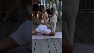 Best of Funny Moments: Dog and Fitness Girl Edition! #dog #dogfunny #funnyanimals #fitness #workout