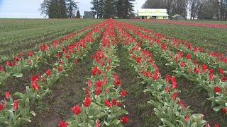 A virtual look at the Wooden Shoe Tulip Farm for home viewing