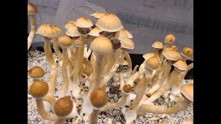 Home Mycology/ Mushroom Cultivation Cliffs Notes... Step-by-Step, Spore to Spore.