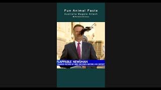 Australia Magpie Attach Human | Fun Animal Facts FAF #magpies #magpieattach #birds