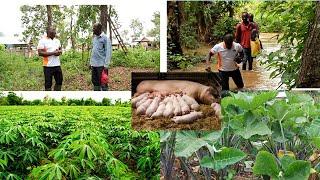 LIFE STORY AND FARMING JOURNEY OF APS. BADU NYARKO RTD. (PART 3)