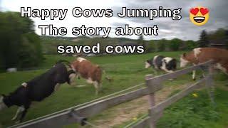 Happy Saved Cows Jumping for joy