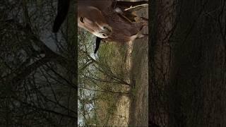 Black Donkey style wow #support #viralshorts #subscribers