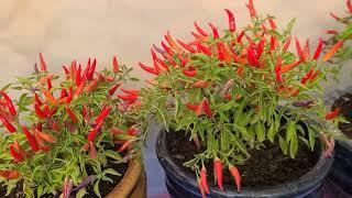 super fertilizante para que den muchos chiles en poco tiempo 3 fertilizantes orgánicos