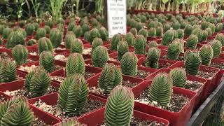 Awesome Succulent Nursery in San Fernando Valley California