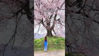  Mt. Fuji & the most beautiful sakura  #sakura #mtfuji #japan #traveljapan