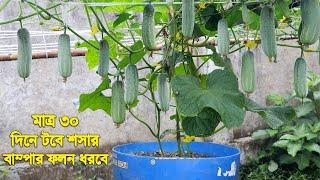 মাত্র ৩০ দিনে টবে শসার বাম্পার ফলন ধরবে | টবে শসা চাষ করার পদ্ধতি | How to Grow Cucumbers in Pots